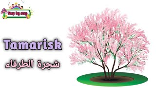 نطق كلمة Tamarisk شجرة الطرفاء 🗣️ How to pronounce tamarisk 🗣️ إزايتنطقهاصح 🗣️✔️ [upl. by Aipmylo]