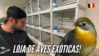 Visitando uma LOJA de AVES EXÓTICAS na BÉLGICA [upl. by Stanislas]