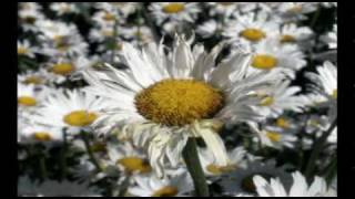 video de flores [upl. by Ashien]