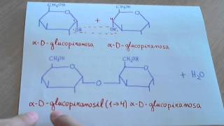 Maltosa como se forma y estructura disacáridos [upl. by Ellen]