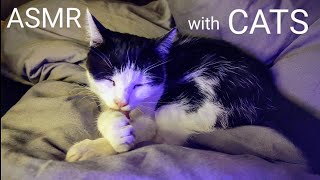 ASMR with Cats 🐱  Purring amp Grooming For Deep Sleep [upl. by Elysia]