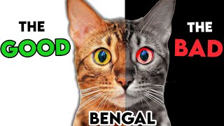 MUSTKNOW Bengal Cat PROS And CONS [upl. by Aehta425]