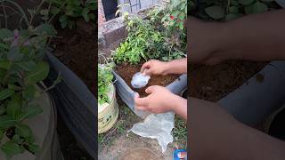 normal vs compostable plastic bag which one is better experiment shorts viralvideo science [upl. by Reinal]