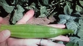 OkraHow to grow Okra from seed [upl. by Akired365]