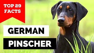 99 of German Pinscher Dog Owners Dont Know This [upl. by Neerak872]