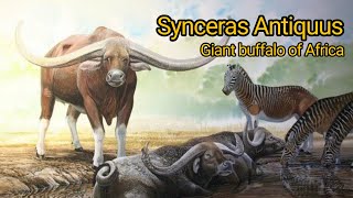 Syncerus antiquus The giant buffalo of Pleistocene Africa [upl. by Notsew]