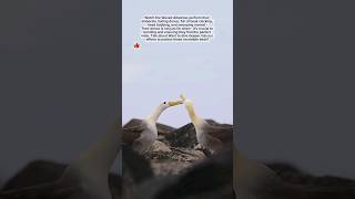 Waved Albatross perform their mating dancefull of beak clacking bird albatros mating shorts yt [upl. by Anma206]