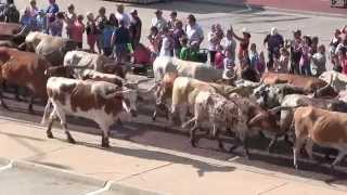 Dodge City Days Longhorn Cattle Drive [upl. by Gustafson]