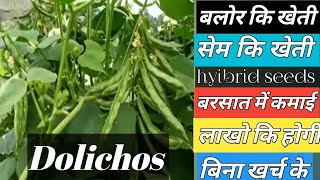 Dolichos balor ki kheti bina karch ke lakho ki kmai सेम फली कि खेती बलोर कि खेती [upl. by Aniteb]