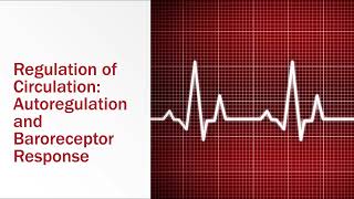 Regulation of Circulation Autoregulation and Baroreceptor Response [upl. by Udele]