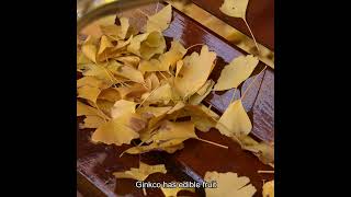 An amazing ancient plant Ginkgo Biloba [upl. by Gerry]