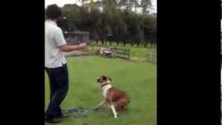 Boxer Dog Training Tips Stop boxer from jumping Case Study [upl. by Asli777]