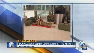 Dog guards soldier taking a nap at the airport [upl. by Assiluy]