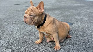 Whelping boxLitter this week dogs subscribe like puppy frenchbulldog [upl. by Faunia331]