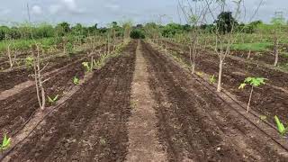 Natural Farming of Mango  Moringa  Lemon  Turmeric Multicroping Mutilayer [upl. by Calli]