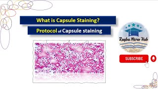 Capsule staining  Bacterial capsule staining  Capsule staining procedure microbiologylaboratory [upl. by Tergram]