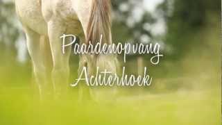 DUTCH Paardenopvang Achterhoek [upl. by Ahsatel664]