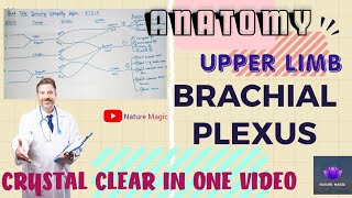 Brachial Plexus  Upper limb Anatomy  Anatomy  Crystal Clear in one single video [upl. by Murphy]