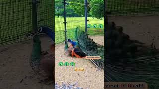 मोरनी प्रेगनेंट कैसे होती है🦚🦚peacock amazingfactsbirds interestingfactsreality ytshortsvideo [upl. by Campney]