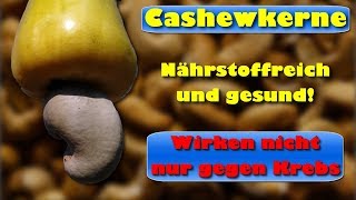 Cashewkerne – nährstoffreich und gesund  und wirken nicht nur gegen Krebs [upl. by Milli]