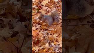 What does the squirrel eat 😱🦫 youtubeshorts squirrel ratakaju [upl. by Persons]