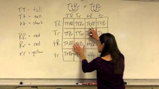 Dihybrid Cross [upl. by Toby]