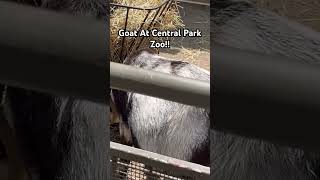 Goat At Central Park Zoo😃youtubeshorts [upl. by Natalee]