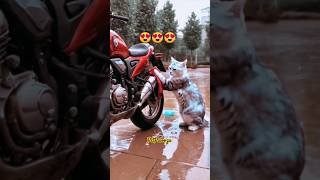 Car wash not easy 😹🤣😻  Cat washing Her vehicles funnycats cats [upl. by Hannala390]