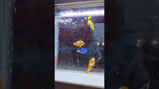 Nemo fish 🐠🐟🐠 youtubeshorts funvibe funnyvibe youtubevideo shortsvideo nature [upl. by Suivatnad255]