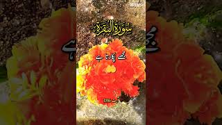 Al Quran love Islamic video short YouTube duet holyquran [upl. by Scarito]