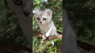 Çocukların Dilinden Hayvan Sesleri funny funnyshorts animals funnyvideos funnyanimals [upl. by Negriv795]