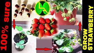 How to grow Strawberries plant from fruits at home easy steps [upl. by Aicileb]