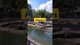 😱alligators attack😱 animals pets travel [upl. by Menon]