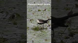 Pheasant tailed Jacana Hatching [upl. by Potts]