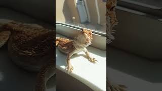 My obsession with Michael Vey meets bearded dragon [upl. by Klotz81]