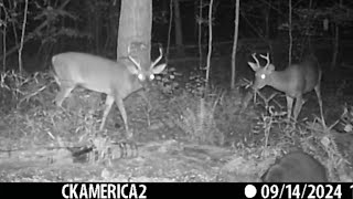 Whitetail Bucks 2024 Night before Opening Day trailcamera whitetaildeer bucks CKAMERICA [upl. by Joab846]