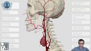 External Carotid Artery [upl. by Suirtimid772]