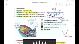 Parotid gland [upl. by Allene]