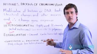 Euchromatin and Heterochromatin Constitutive vs Facultative  Chromatin Regulation [upl. by Acim]