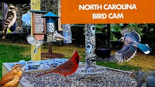 Live Bird Feeder Cam in the Piedmont of North Carolina 247 [upl. by Prentice982]