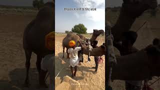 रेगिस्तान में पानी के लिए संघर्ष 🥹❤️🙏 rajasthan water mehnat ytshorts viralvideo viralshort [upl. by Sualokcin]