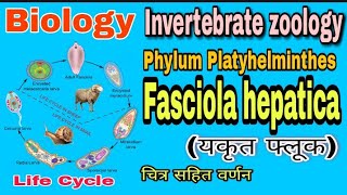 Fasciola hepatica  Life Cycle of Fasciola hepatica  liver fluke  यकृत कृमि  Biology [upl. by Nnylamme]