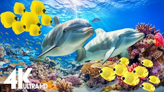 NEW 11HR Stunning 4K Underwater footage  Rare amp Colorful Sea Life VideoRelaxing Sleep Music [upl. by Eizzo290]