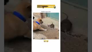 Mouse vs Dog The Ultimate Speed Challenge [upl. by Nathan845]