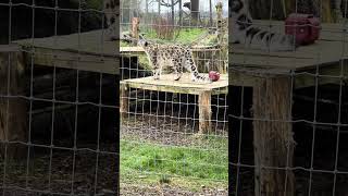 snowleopards at northumberland zoo [upl. by Angelina139]