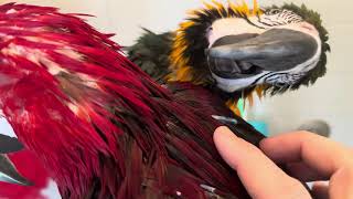 How big are macaw quills and pin feathers [upl. by Sauer]