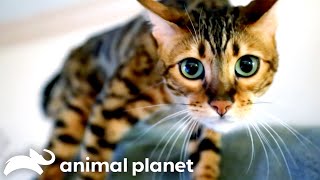 Bengal Cat Wont Stop Attacking Owner  My Cat From Hell  Animal Planet [upl. by Gitel]