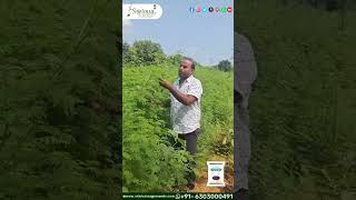 HEDGE LUCERNE GRASS  VELIMASAL DHASARATH GRASS  LEGUME GRASS PAPPU JATHI  FODDER [upl. by Rikki]