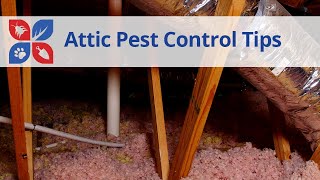 Attic Pest Control Tips  DoMyOwncom [upl. by Nolly685]