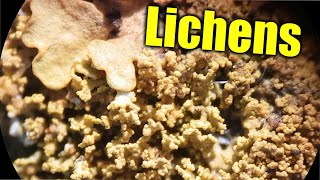 Lichens amp Ecological Succession [upl. by Krisha498]